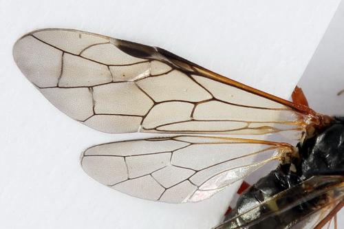 Tenthredo sp.